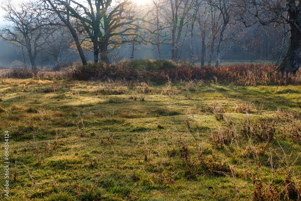 Obraz premium 草原の光芒