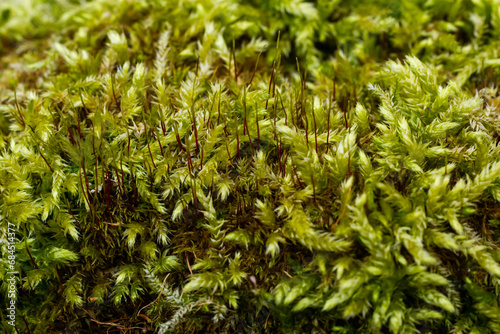 Precious drops of water from the morning dew covering an isolated plant of Ceratodon purpureus that is growing on the rock, purple moss, Burned ground moss on the stone, warm colours closeup photo