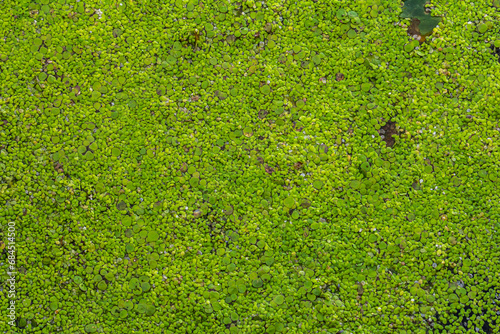 Lemna minor, the common duckweed or lesser duckweed photo