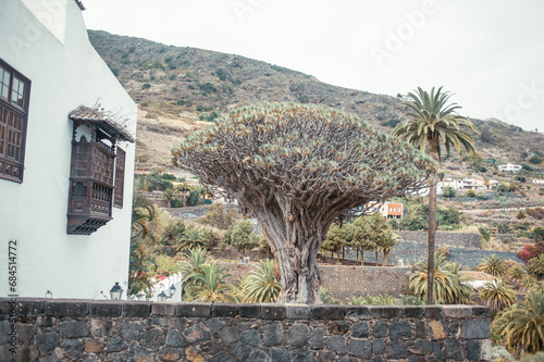 Drago Milenario (Millennial Dragon Tree). Dracaena, Dragon Tree (Dracaena draco), Icod de los Vinos, Tenerife, Canary Islands, Spain photo