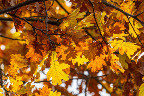 Oak branch with orange leaves in the forest in autumn. Nature background