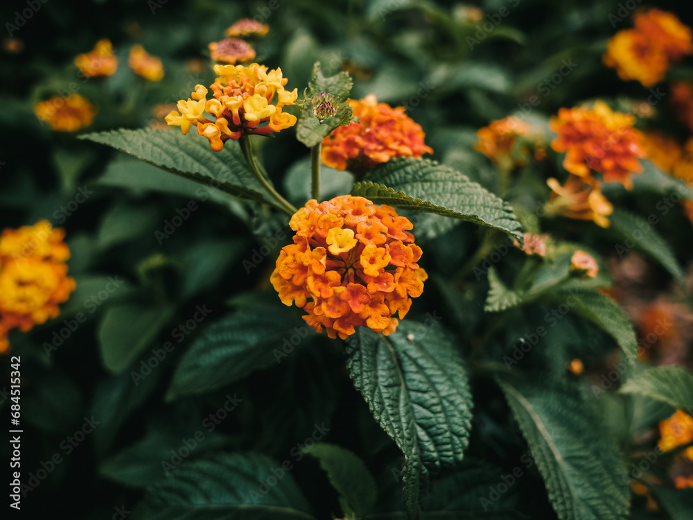 Lantana flower