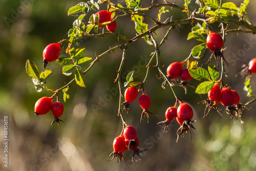 Photos Red rosehip berries on the branches