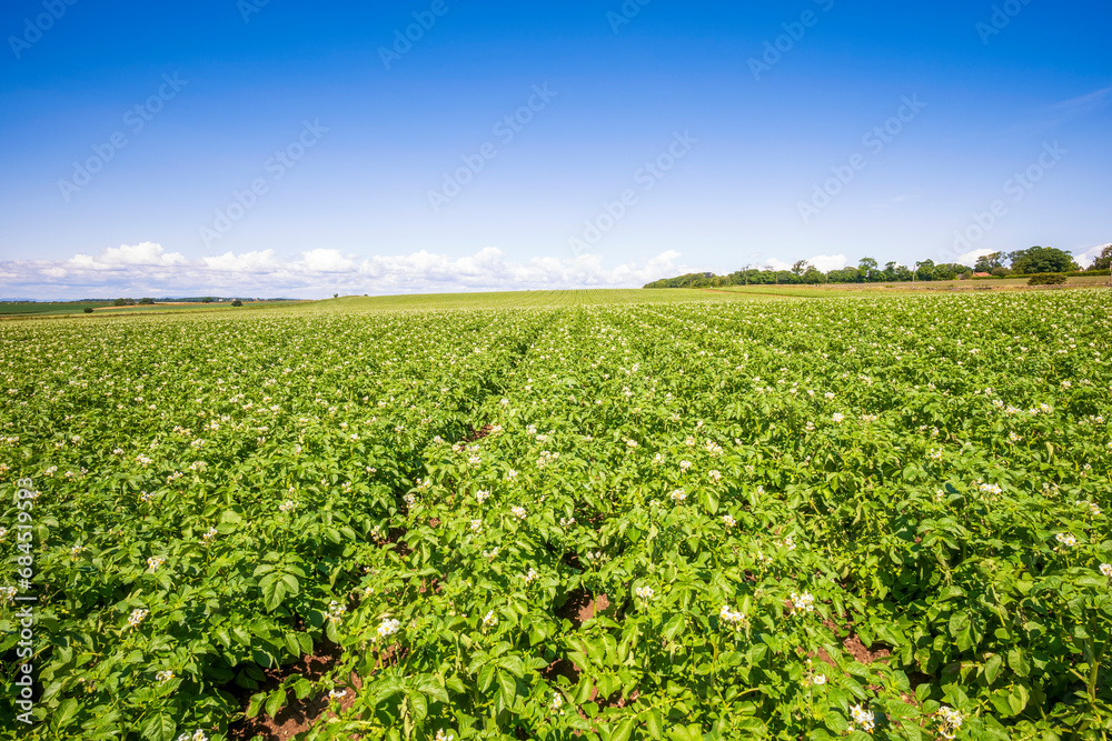 UK, Scotland,Potatoes growing in vast summer field UK, Scotland,Potatoes growing in vast summer field