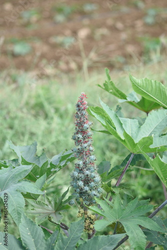 Castor bean grows, Castor bean Put into production castor oil. Ricinus communis, the castor bean or castor oil plant, is a species of perennial flowering plant in the spurge family, Euphorbiaceae.