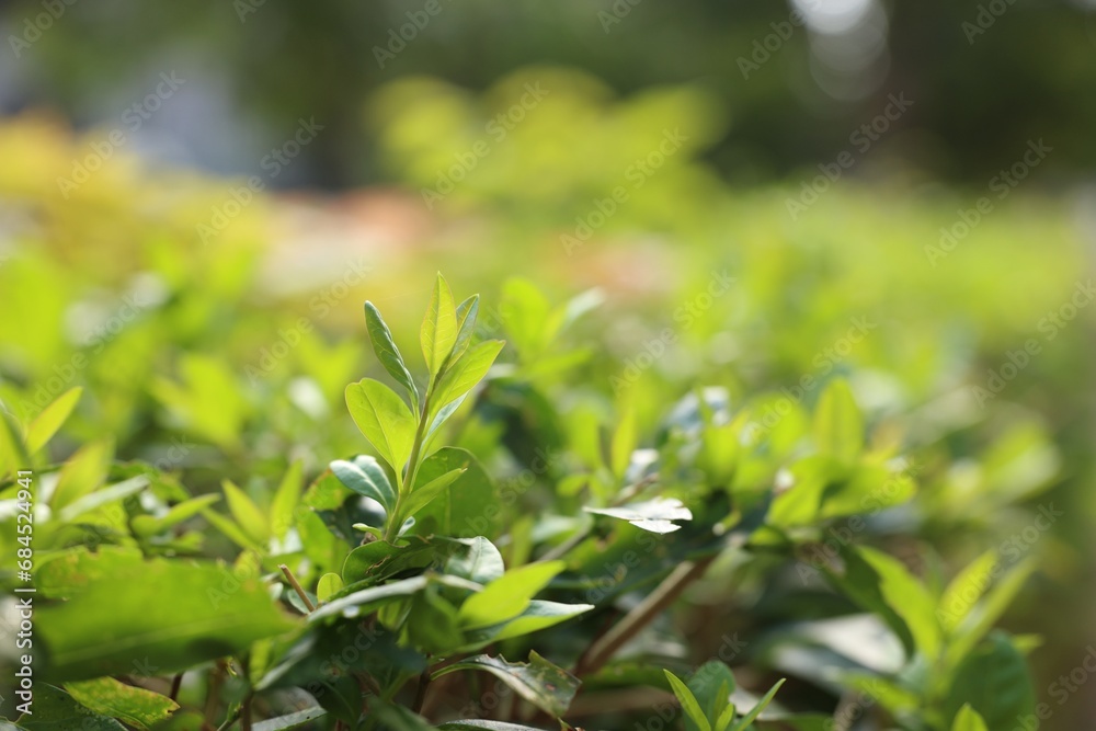 Beautiful plant growing outdoors, closeup. Space for text Beautiful plant growing outdoors, closeup. Space for text