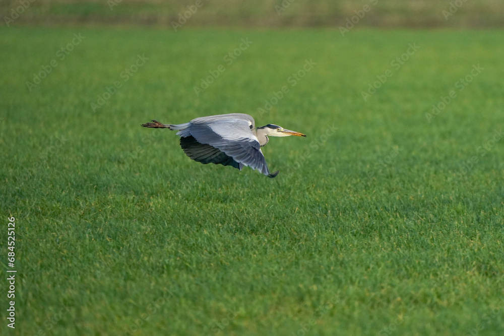 Beautiful gray heron bird in flight against a green grass background. Insect in its beak in a natural background, grass
