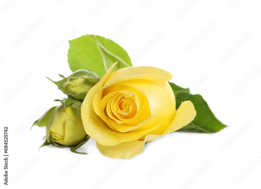 Naklejka premium Beautiful fresh yellow roses with leaves isolated on white