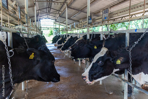 Cows in a dairy farm. Cowshed with calves.