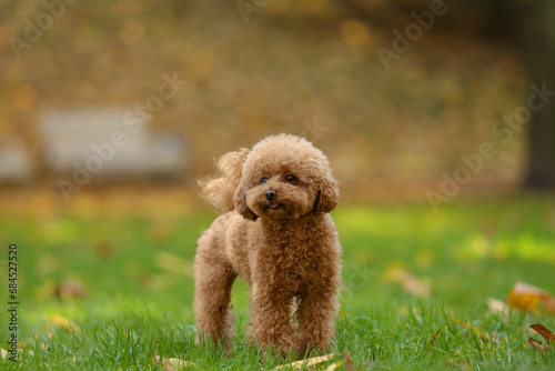 Cute Maltipoo dog on green grass in autumn park