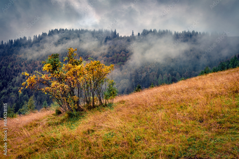 Lush aspen bush on foggy mountain hill. Dramatic autumn view of Carpathian mountains, Ukraine, Europe. Beauty of nature concept background..