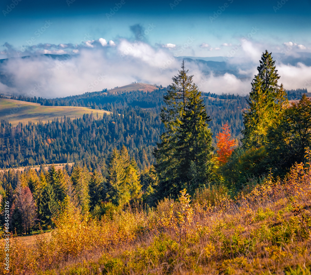 Foggy autumn view of mountain valley. Colorful morning scene of fir tree forest in Carpathian mountains, Pylypets ski resort location, Ukraine, Europe. Beautiful autumn scenery.