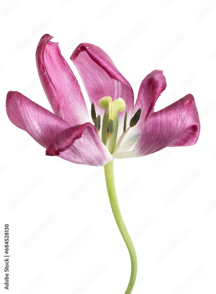 pink tulip flower on white background.