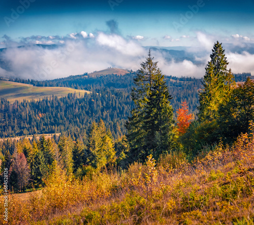 Foggy autumn view of mountain valley. Colorful morning scene of fir tree forest in Carpathian mountains, Pylypets ski resort location, Ukraine, Europe. Beautiful autumn scenery.