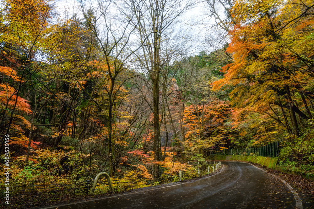 Obraz premium 茨城県北茨城市 紅葉の花園渓谷