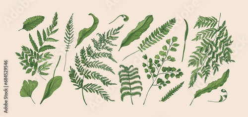 Green fern leaf set. Botanical design elements, tropical leaves in realistic ...