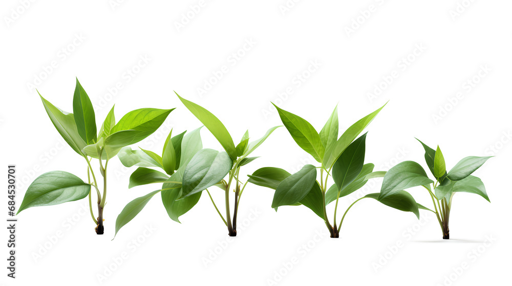 Four lush green-leafed plants isolated on a transparent background, Generative AI
