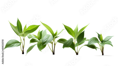 Four lush green-leafed plants isolated on a transparent background, Generative AI © MONWARA