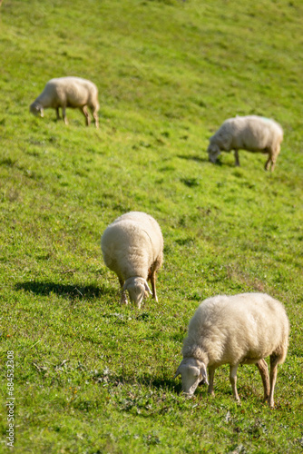 Sheep grazing in the sun © Néstor MN