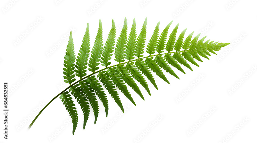 The lush beauty of a green fern leaf isolated on a transparent background, Generative AI