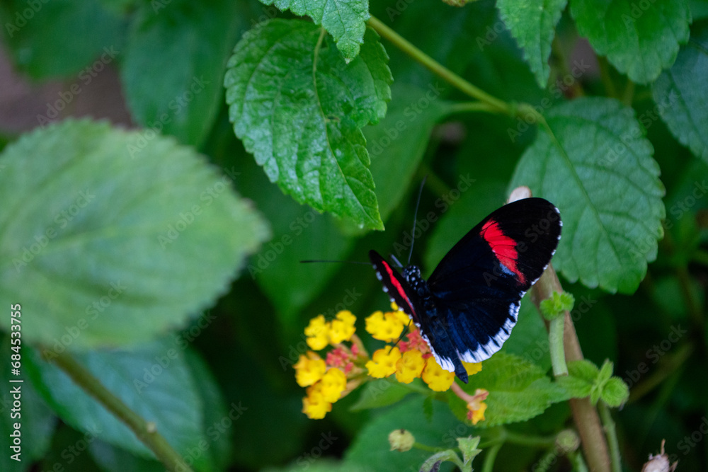 A beautiful black butterfly with red and white spots eating from a yellow plant A beautiful black butterfly with red and white spots eating from a yellow plant