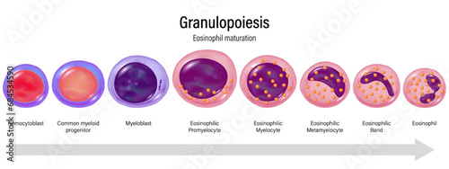 Stages of Granulopoiesis vector. Eosinophil maturation. Hemocytoblast, myeloid progenitor, Myeloblast, Promyelocyte, Myelocyte, Metamylocyte, E.Band and Eosinophil.
