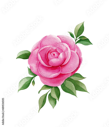 Watercolor pink flower of camellia. Painted botanical illustration. Hand drawn floral element isolated on white background. © Эльнара