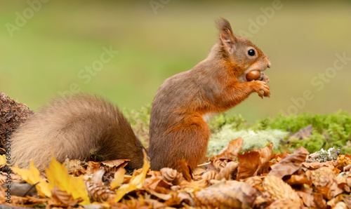 Red Squirrel, Scientific name, Sciurus vulgaris, Alert red squirrel with tufty ears, sat up and eating a hazelnut,  facing right.  Kinloch Rannoch. Scottish Highlands, UK.  Horizontal.  Copy Space