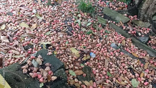 rose apple or wax apple,Java apple,Semarang rose-apple,wax jambu  fruits fall on the ground in the public park. photo taken in malaysia photo