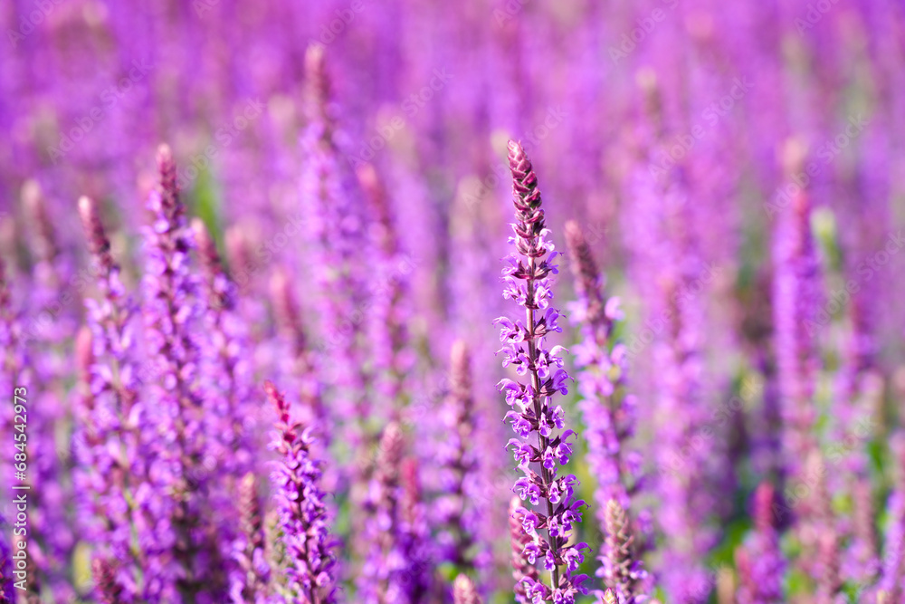 Obraz premium Purple sage flowers. Flowering plants close-up. Salvia.