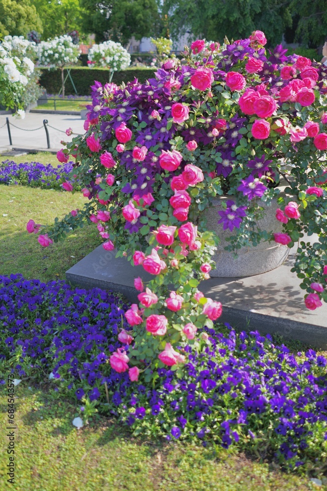 港の見える丘公園、花、4月、5月、春、咲く、綺麗、ピンク、黄色、白、横浜、風景、日本、神奈川、空、青、雲、屋外、観光、サイトシーイング、旅、ツアー、景色、青空、公園、植物、自然、並ぶ、可愛い、可憐、沢山の花、色とりどりの花、花畑、