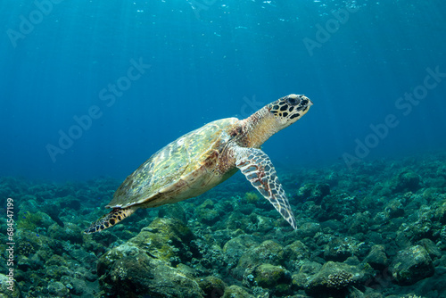 Hawksbill sea turtle. Underwater world of Bali, Indonesia. © diveivanov