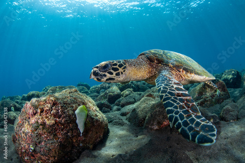 Hawksbill sea turtle. Underwater world of Bali, Indonesia. © diveivanov