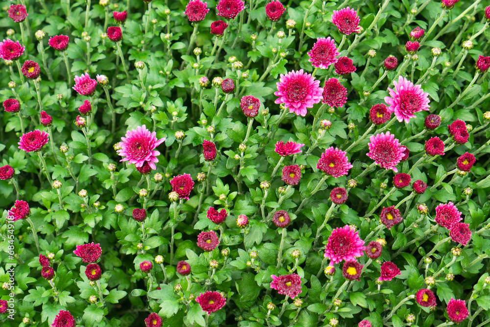 Pink chrysanthemum flowers with green leaves. Close-up, selective focus