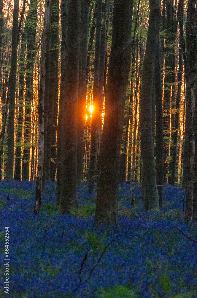 Obraz premium The rising sun illumingating a flowerbed of bluebells in the Hallerbos, on an early spring morning.