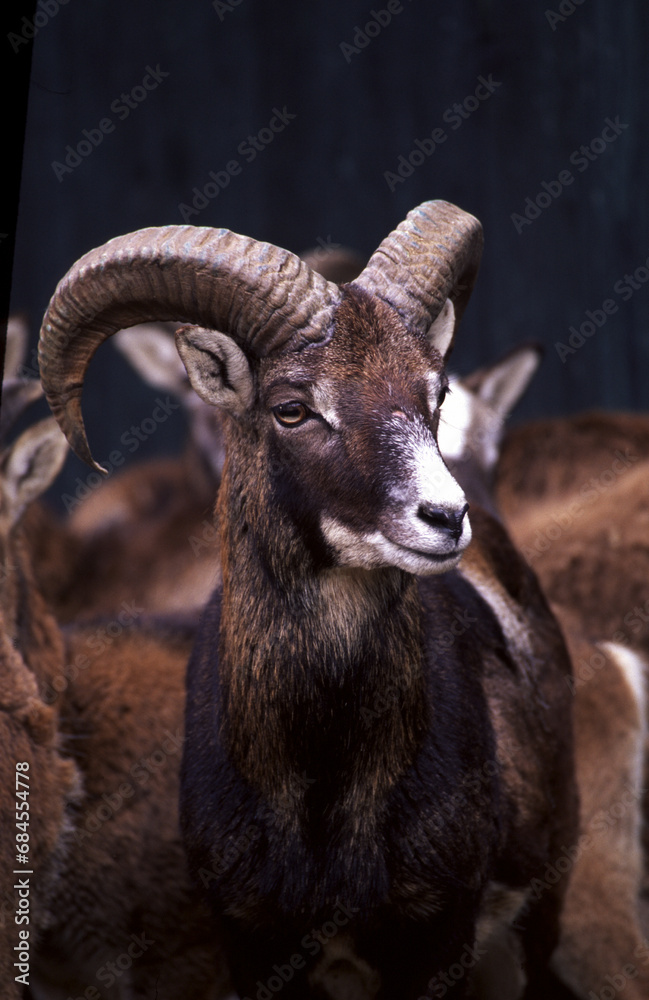 European mouflon (Ovis gmelini musimon) Muflone europeo European mouflon (Ovis gmelini musimon) Muflone europeo