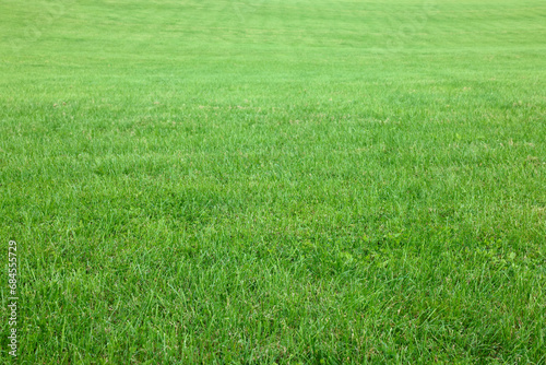Beautiful lawn with bright green grass outdoors