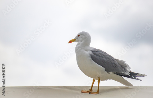 Seagull bird close-up in nature