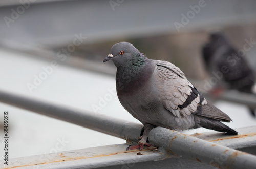 pigeons on the roofs of houses close-up