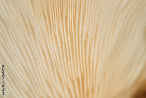 Details of the texture of the inside of a white mushroom