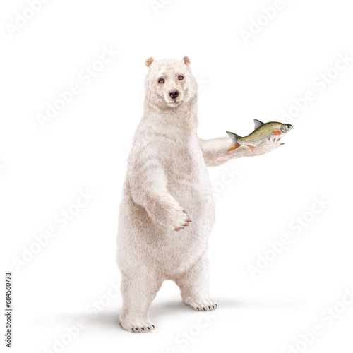 illustration d un ours polaire qui tiens un  poisson          melonote dans sa main avec un e   charpe 