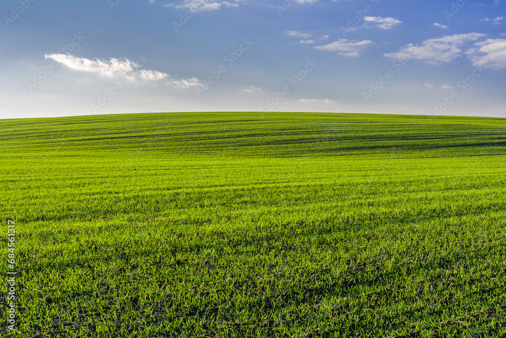 Scenic landscape view of a hill of a green field of young wheat sprouts against a background of a blue sky with clouds