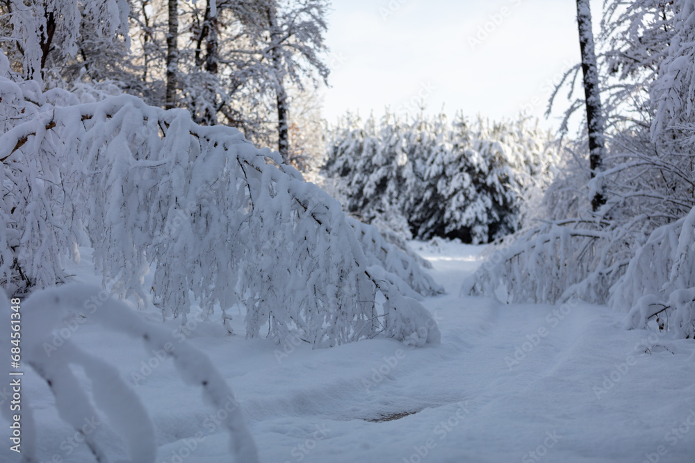 Obraz premium trees in snow