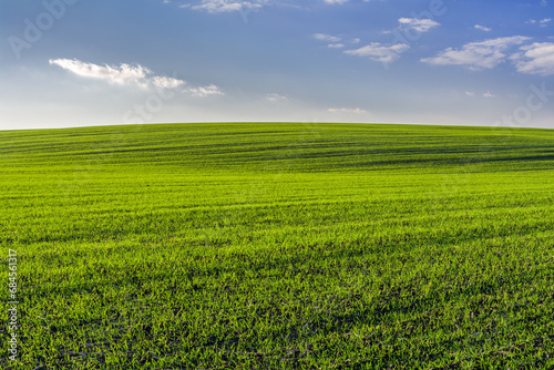 Scenic landscape view of a hill of a green field of young wheat sprouts against a background of a blue sky with clouds © physyk