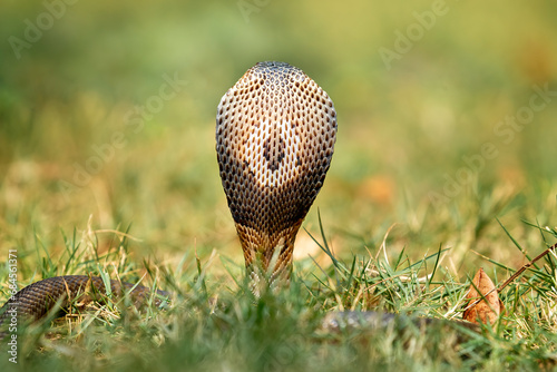 The back view of head of Monocled Cobra (Naja kaouthia), whicj also called Monocellate Cobra or Indian Spitting Cobra. It is a venomous cobra species widespread across South and Southeast Asia. photo