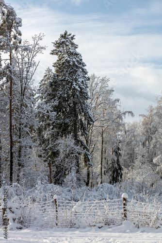 winter forest in the mountains