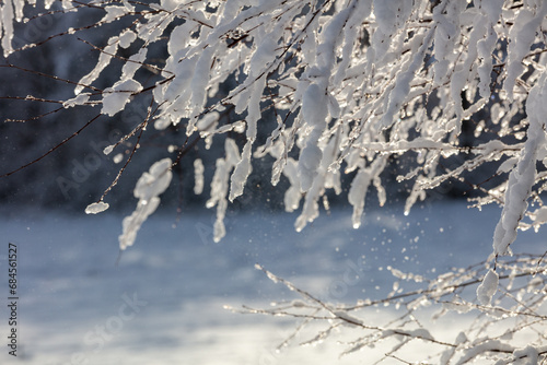 icicles in the snow