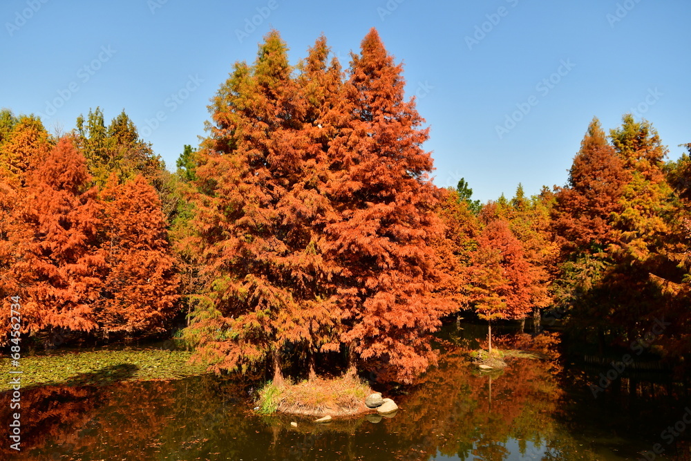 Photo of golden metasequoia trees near a pond in autumn