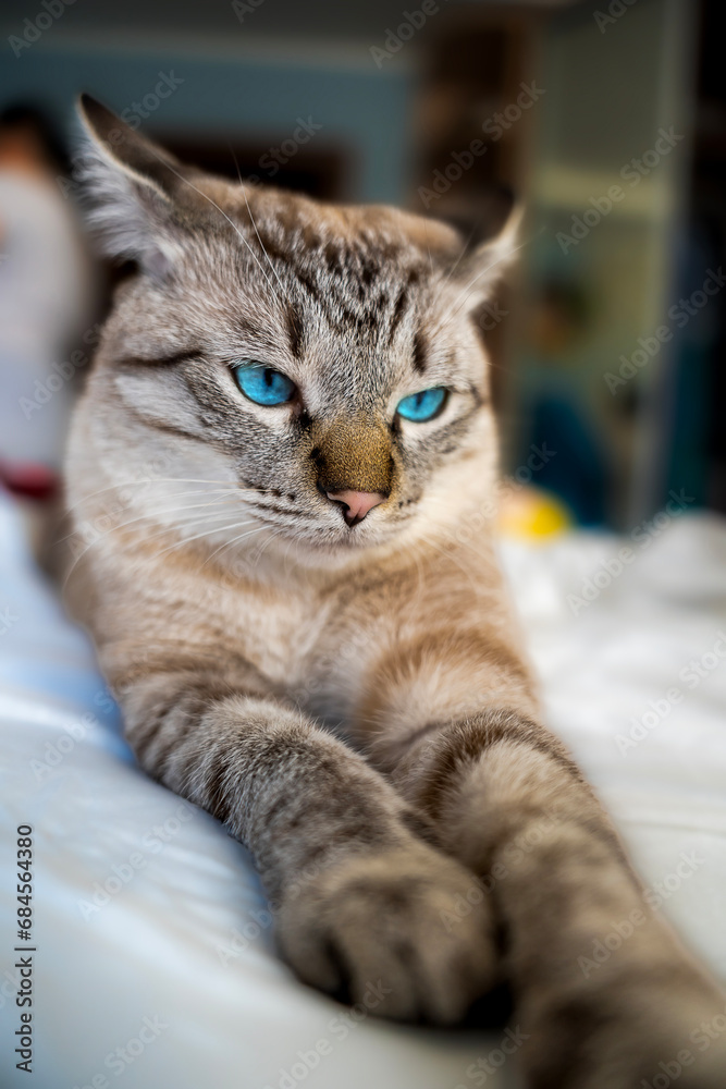 beautiful gray-white domestic cat resting on the bed, Close-up, selective focus
