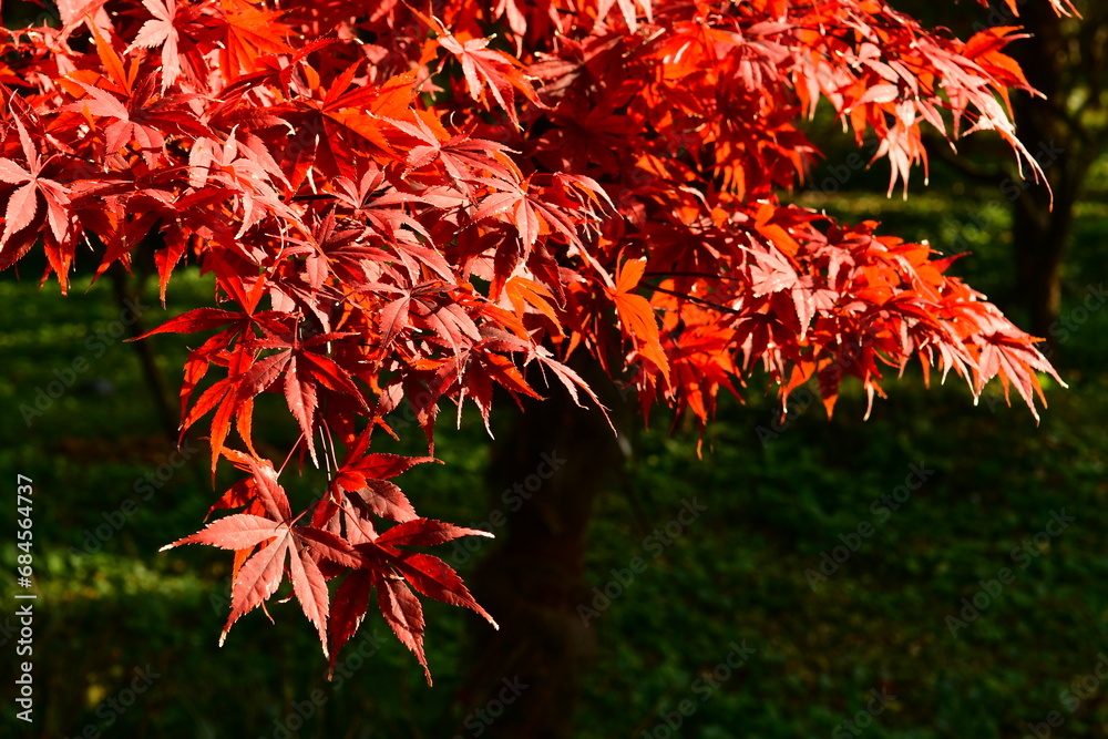 Photo of red maple leaves in autumn Photo of red maple leaves in autumn